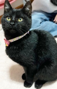 保護当時、生後5カ月だったテテちゃん（画像提供：つくきな ココテテさん）