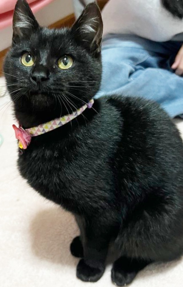 保護当時、生後5カ月だったテテちゃん（画像提供：つくきな ココテテさん）