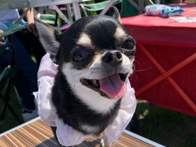 今日はわんこ仲間とピクニックなんだ　楽しくてごきげんなチワワ「ノアール」