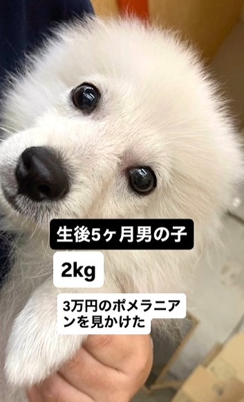 3万円で売れ残っていた生後5カ月のポメラニアン（飼い主さん提供、Instagramよりキャプチャ撮影）