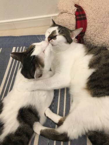 とっくみあいじゃないよ、なめあいだよ