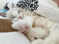 飼い主さんといつも一緒に寝ていることらちゃん（画像提供：ことら モフドールさん）