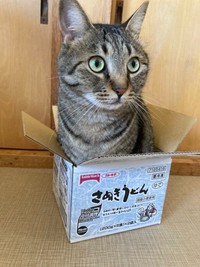 トラくん「うどんはこねるより入る派だにゃ」(提供：マクーさん）