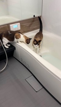 お風呂もチェック中（画像提供：ロンとテンと時々たっきーさん）