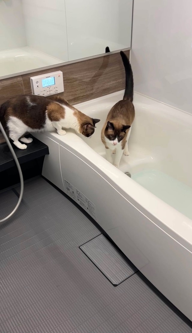 お風呂もチェック中（画像提供：ロンとテンと時々たっきーさん）