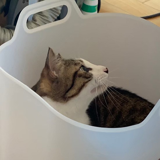 洗濯物入れのかごの中に、自分からスッポリ