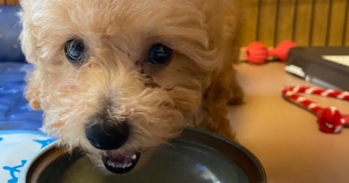 パチンコ玉入りのボトルを首に付けるのがしつけ 恐怖で漏らすトイプー 私も困惑 犬 猫との幸せな暮らしのためのペット情報サイト Sippo