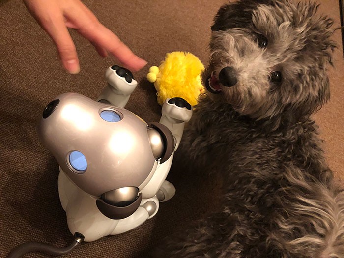 アイボとトイ・プードル＝ソニー提供