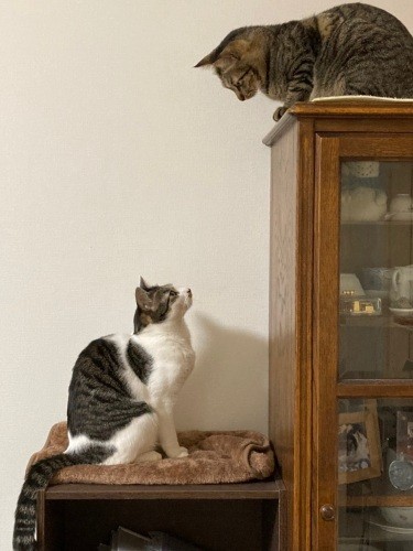 見つめ合う２匹「いいたいことがあるなら言って」「お願い、場所を変わって」（石川さん提供）