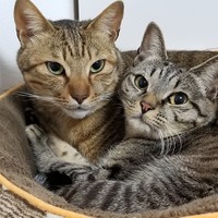 レオくん（左）はソラちゃんのおかげで穏やかな猫になりました