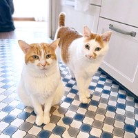 キッチンに集合！ （左から）るるちゃんとちゃろくん（画像提供：るる☆フワフワプレス社さん）