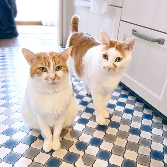 キッチンに集合！ （左から）るるちゃんとちゃろくん（画像提供：るる☆フワフワプレス社さん）