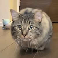 足の短い猫ちゃんが頭をぶらさず真顔で足早に前進する動画が「面白過ぎる！」とTwitterで話題に（提供写真）