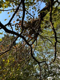 柿の木のクマ棚