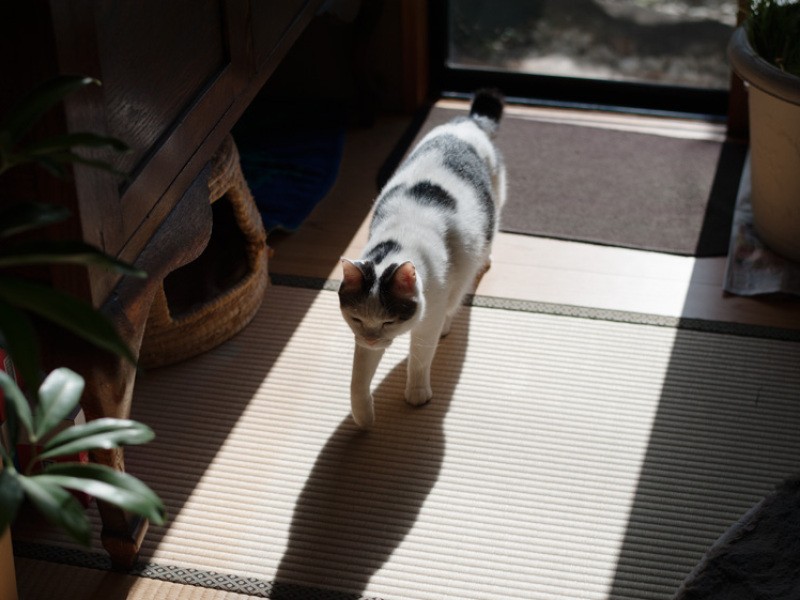 「大福兄ちゃんと豆太、何してるのかな？」（小林写函撮影）