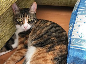 朝の甘えん坊タイムだよ　すぐにゴロゴロのミックス猫「咲良」