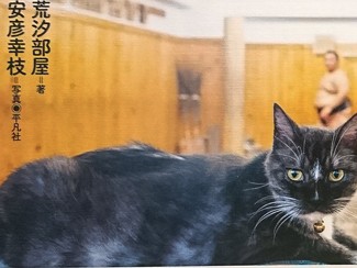 お相撲さんと猫たちの暮らしが見られる写真集