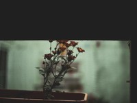 ムズムズした言葉をフライパンで炒めたり、シャワーで流したり。でも消えない