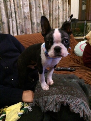 家にきたころの「琥珀」