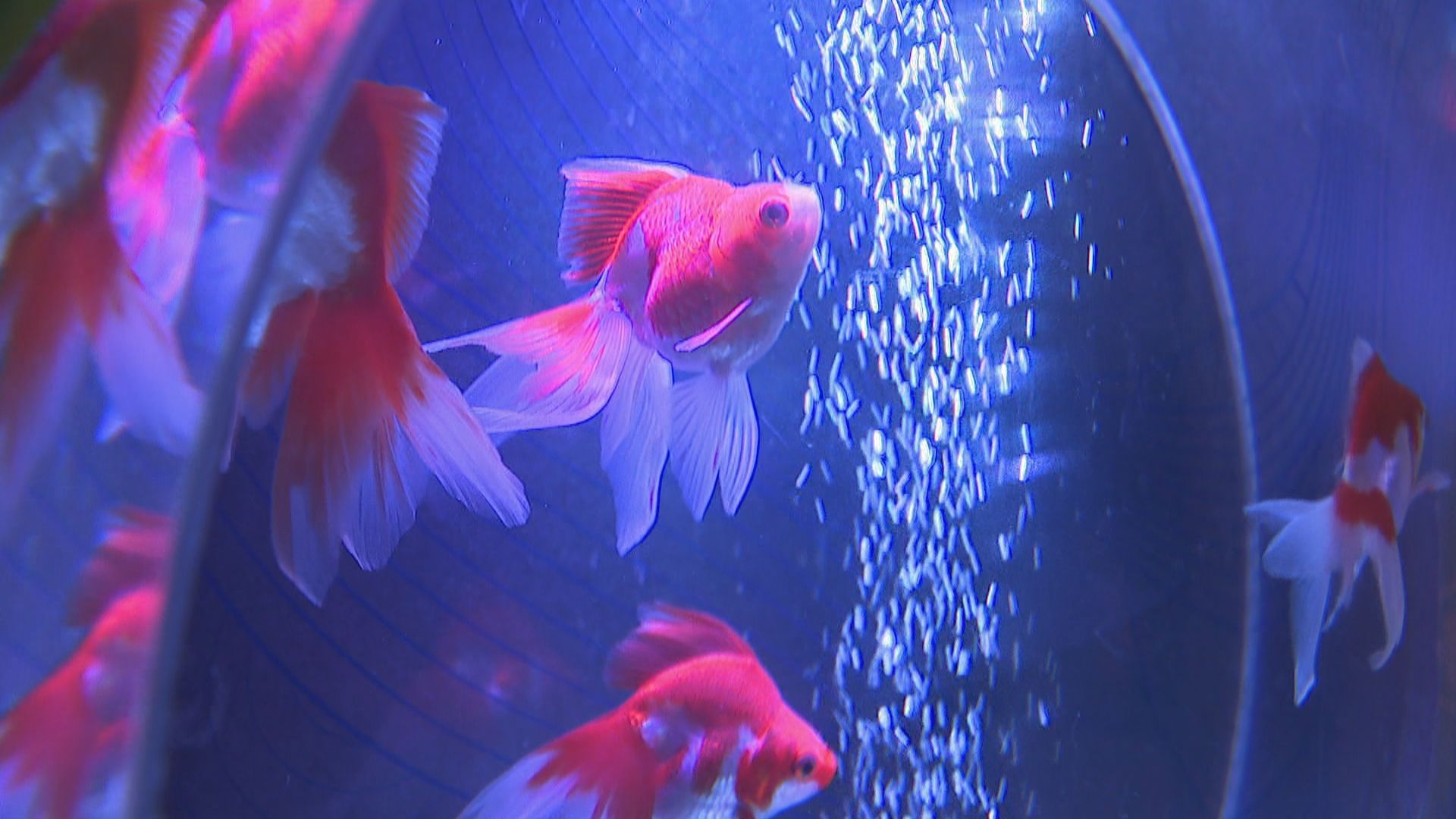 幻想的な雰囲気 金魚を楽しめる移動式水族館 香川・綾川町 | KSB