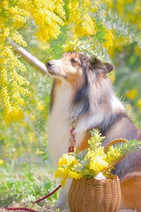 ミモザの女神のような神々しさのこてつくん（提供：こてつ日誌🐾シェルティのこてつさん）