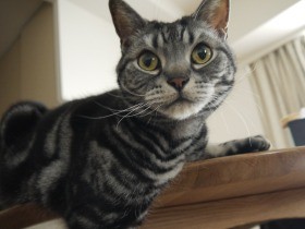 時々いたずら悪魔になる猫　アメショーの「ダイモン」