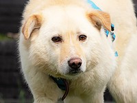 テオは北海道・留萌の多頭飼育崩壊の現場から保護されました