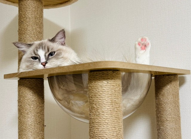 トリックアートにしか見えない姿でくつろぐピノちゃん（提供：ピノさん）