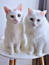 仲良しきょうだい（左から）ねるくん、くうちゃん（画像提供：くうねるさん）