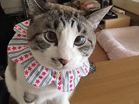 ザビエル首輪つけてみたよ　おひざが大好きなミックス猫「ぺり」