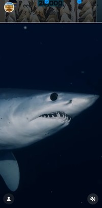 ディスカバリー・チャンネル「シャーク・ウィーク」のインスタグラム＠sharkweekより