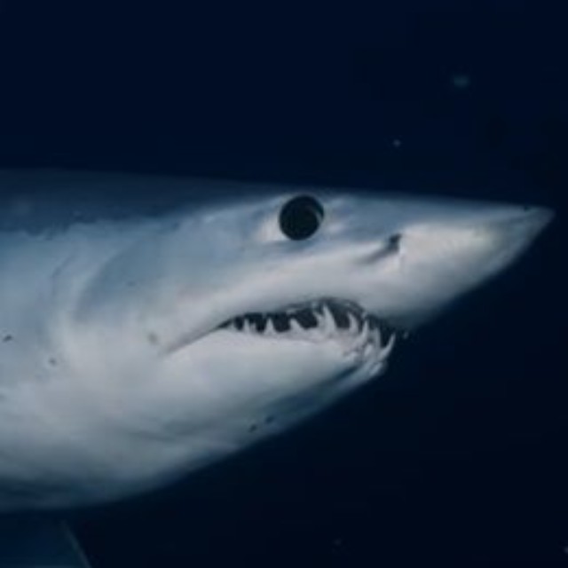 ディスカバリー・チャンネル「シャーク・ウィーク」のインスタグラム＠sharkweekより