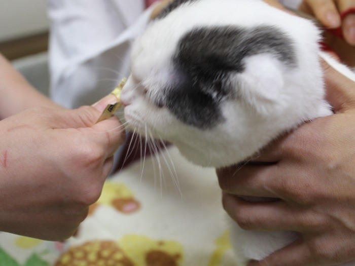 爪切りも大人しくできる