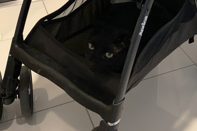 猫はここにいます！　目がキラリと光ってます（YuzzZ (3m)さんのTwitterより）