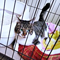 保護当時、ケージのなかで飼い主さんを見つめるてつおくん（画像提供：まりてつさん）