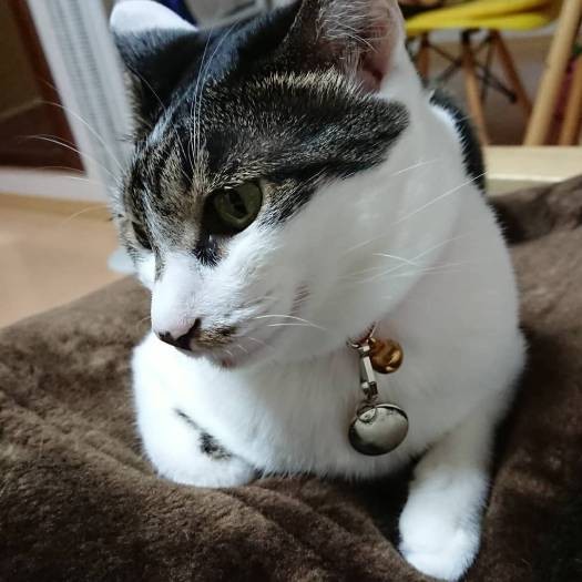 シャイなので、家族以外の人は苦手