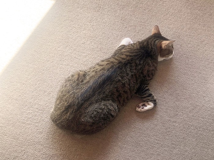 手首をくいっと曲げて眠る