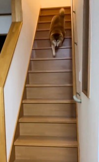 全速力で階段を降りる福ちゃん（提供：@happinessboy0104さん）
