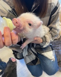 ミルク中のとんすけくん（提供：ミサママ(癒され亭の園長さん）