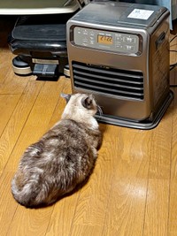 ヒーターの前を陣取って温まるぴーちゃん（画像提供：hiroさん）