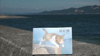 【特集】「飛び猫」写真家・五十嵐さんといく佐柳島