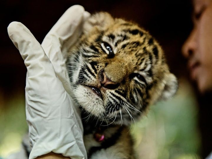 遺贈寄付を活用 野生動物や生息環境などを支えるWWFジャパン | 相続会議