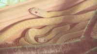木山寺で飼育されている「白ヘビ」