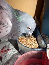 捕獲された鳩。はじめ驚いていたようだが、よく餌を食べ元気だったという（小笠原自然文化研究所提供）