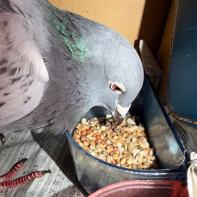 捕獲された鳩。はじめ驚いていたようだが、よく餌を食べ元気だったという（小笠原自然文化研究所提供）