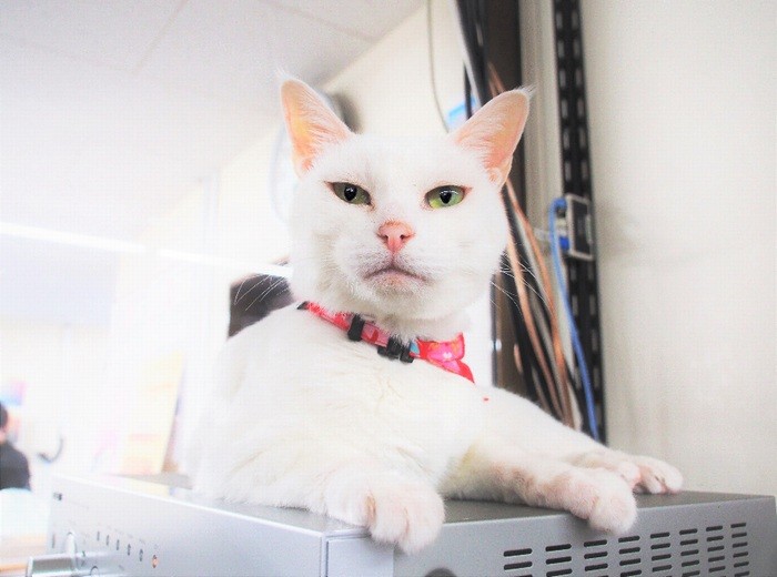 にらみをきかすユキ主任。実は甘えん坊