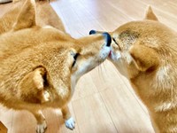 妹・ななちゃんのお手入れをする兄・ふぅくんお口のケア中、ワンプロに発展した（左から）妹・ななちゃん、兄・ふぅくん（画像提供：なつポょさん）