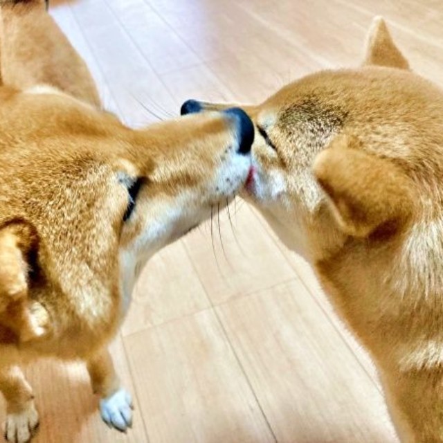 妹・ななちゃんのお手入れをする兄・ふぅくんお口のケア中、ワンプロに発展した（左から）妹・ななちゃん、兄・ふぅくん（画像提供：なつポょさん）