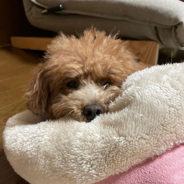 猫のベッドに入っているベルちゃん