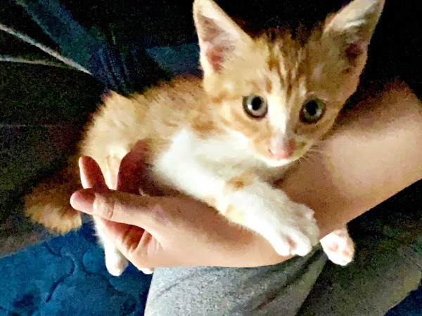 飼い主さんに寄り添う姿が愛らしい縁くん（画像提供：【かんざき屋】じゃきちゃんさん）